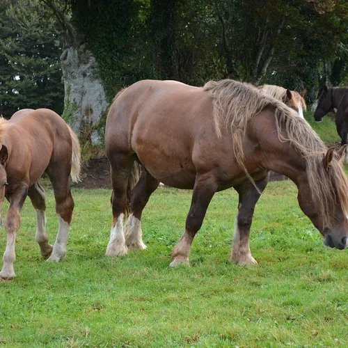 Jumenterie de Cornouaille